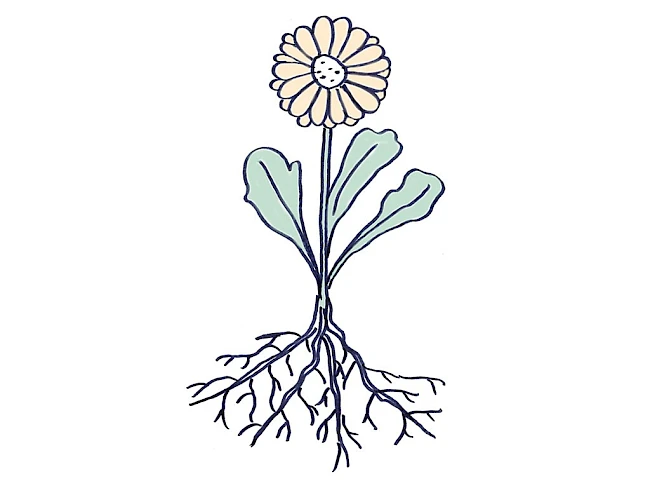 Zeichnung einer bl&uuml;henden Blume mit weit verzweigtem Wurzelwerk
